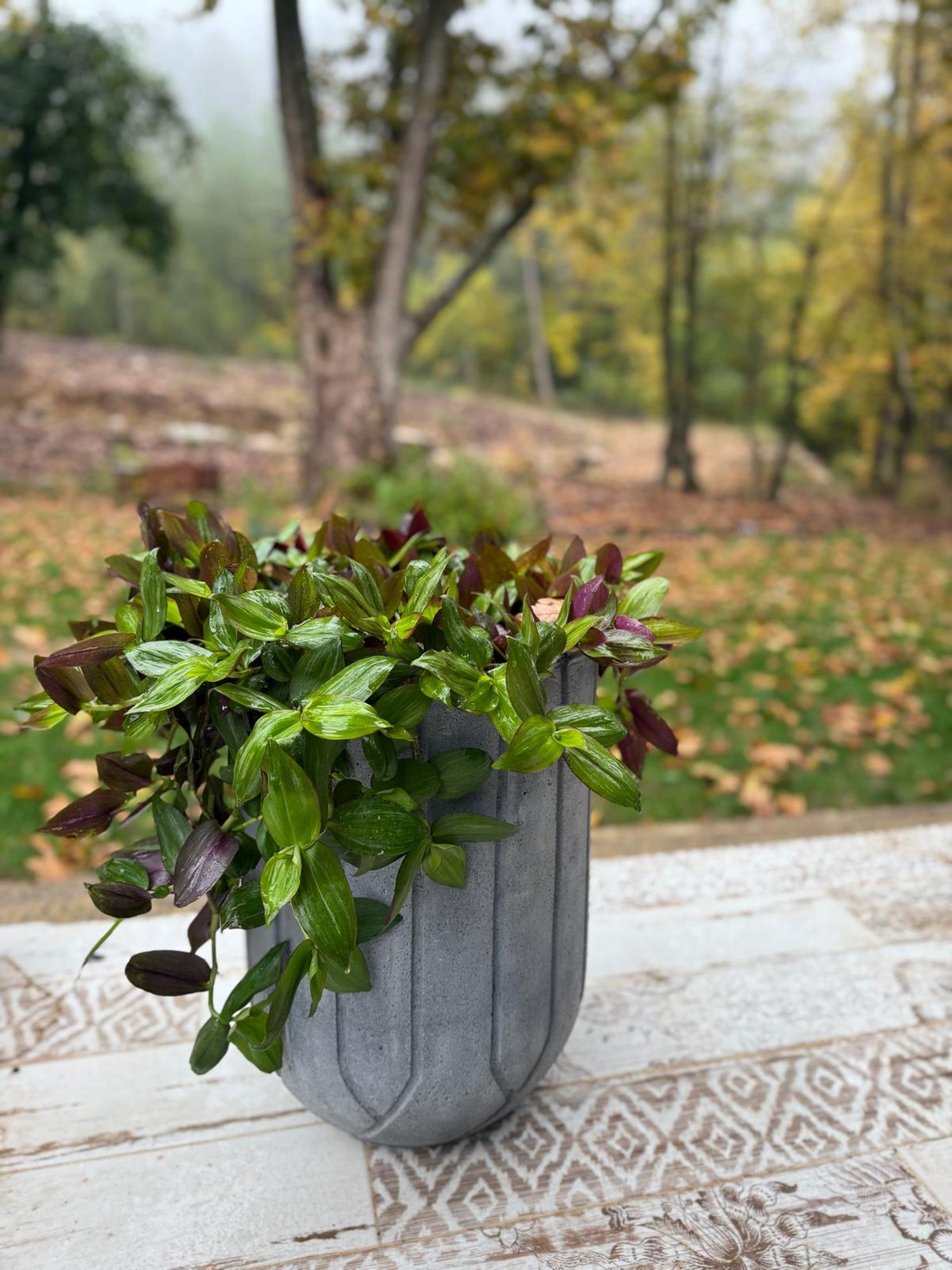 Beton Saksı